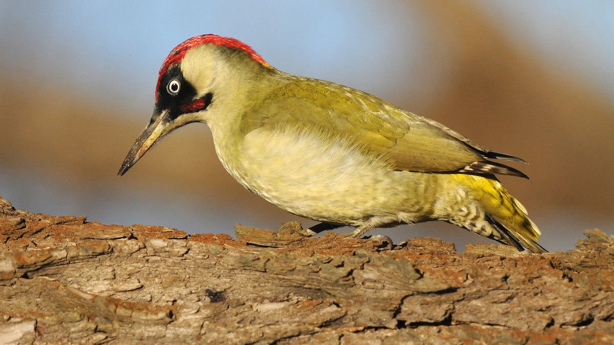 Eurasian Green Woodpecker - Jan Svetlik