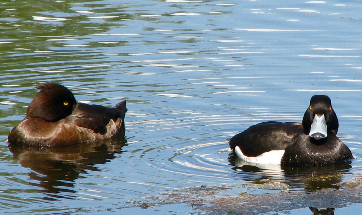 Tufted Duck - ML204750211
