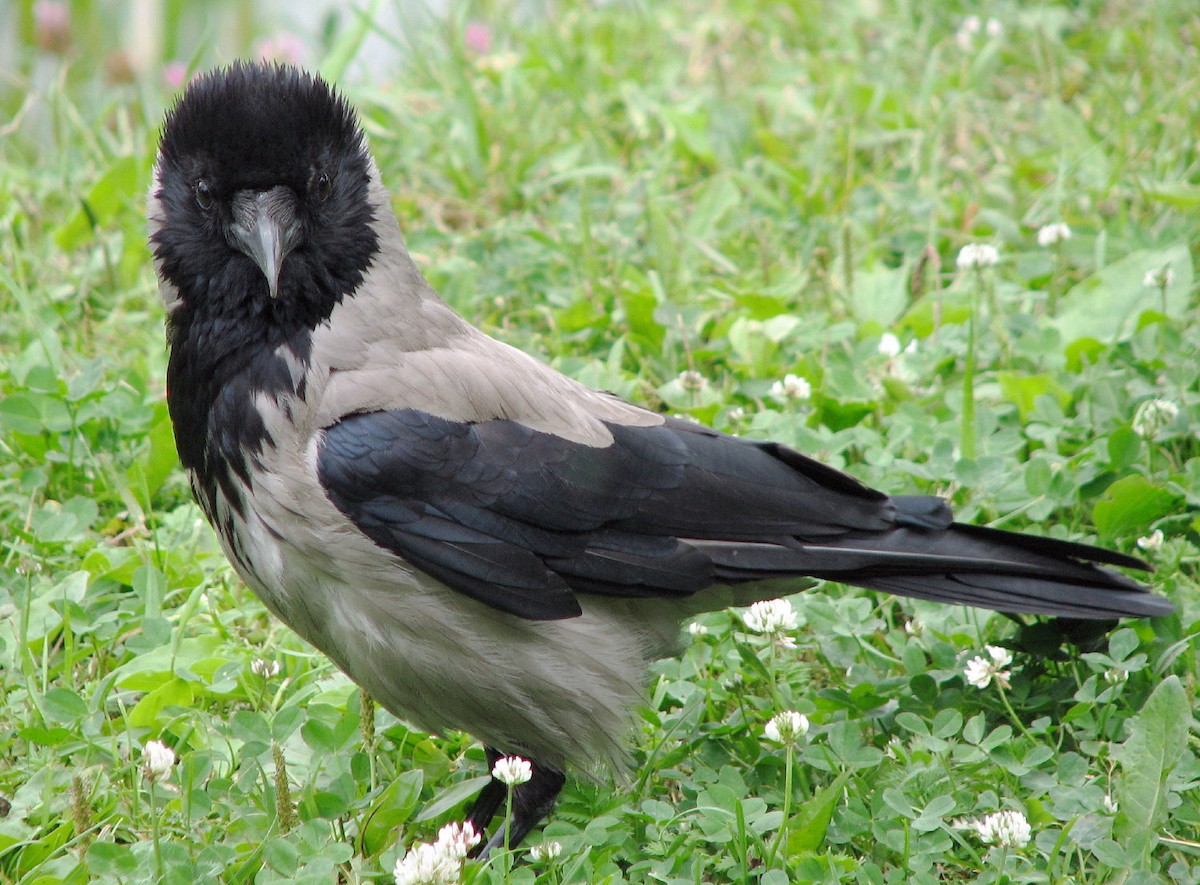 Hooded Crow (Hooded) - ML204750221