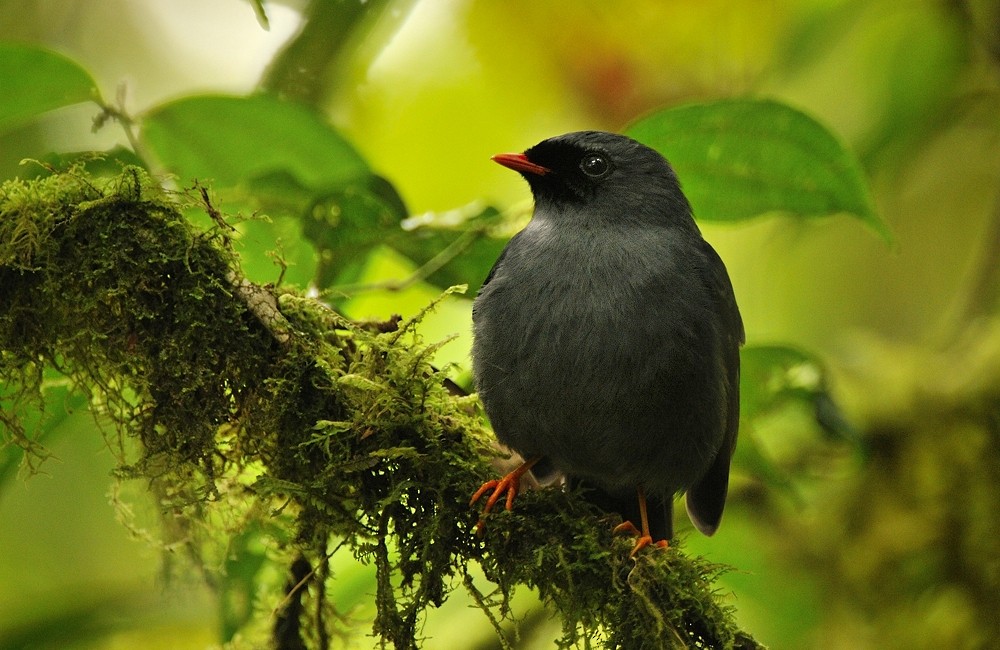 Black-faced Solitaire - ML204750461