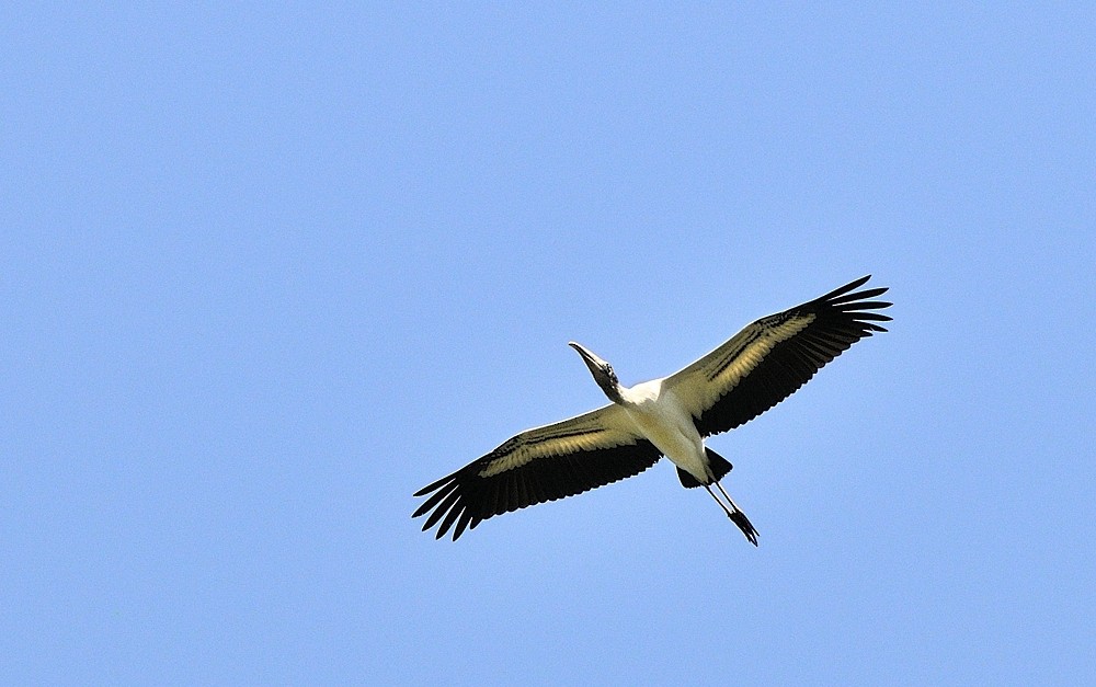 Wood Stork - Tomáš Grim