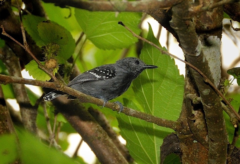 White-flanked Antwren (Silvery-flanked) - Tomáš Grim