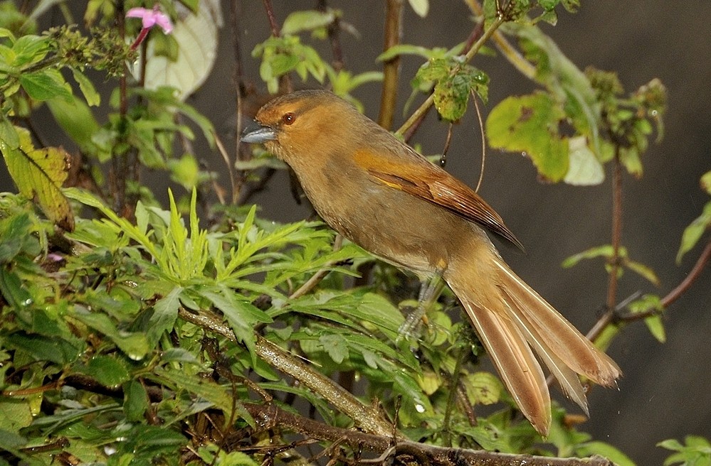Brown Tanager - ML204750791
