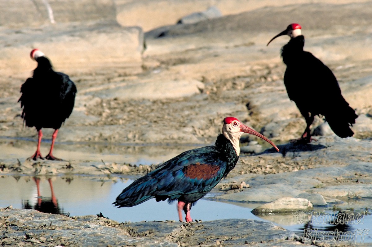 ibis jihoafrický - ML204751061