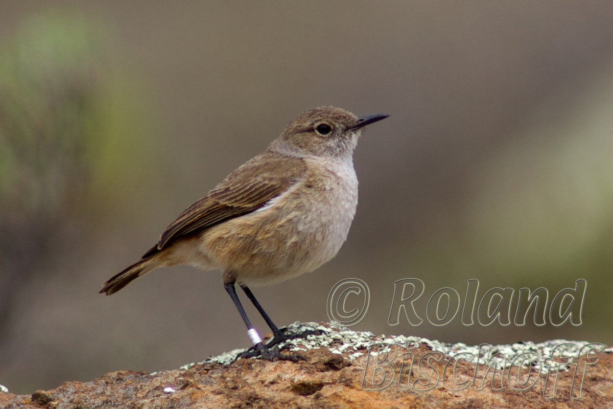 Sickle-winged Chat - ML204751241