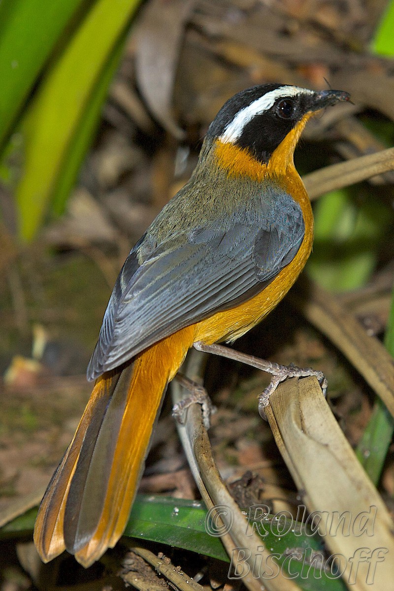 White-browed Robin-Chat - ML204751261