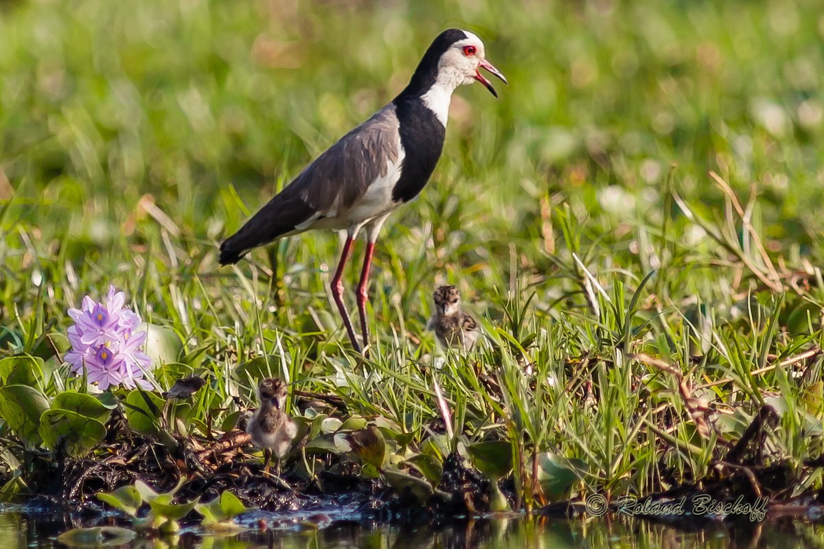 Long-toed Lapwing - Roland Bischoff