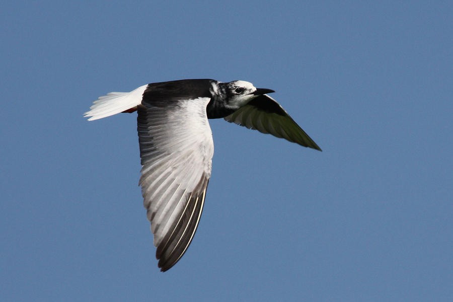 White-winged Tern - Sergey Shursha