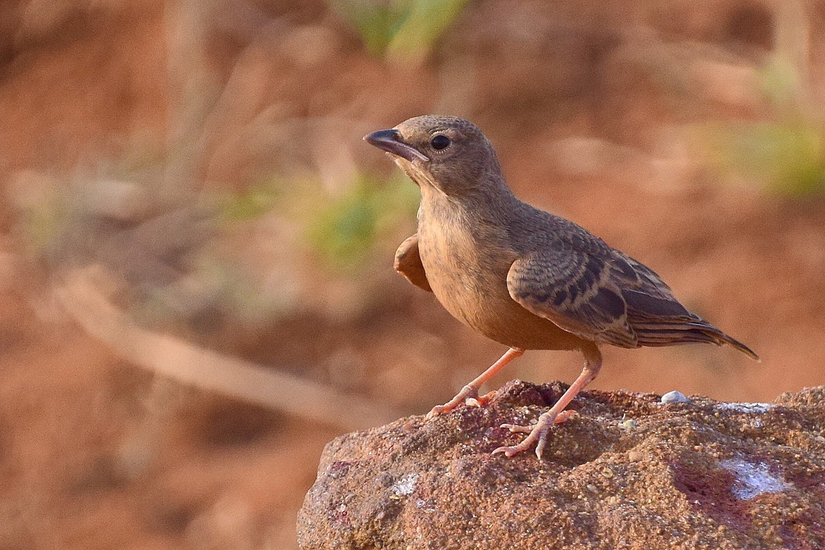 Rufous-tailed Lark - Mayur Patel