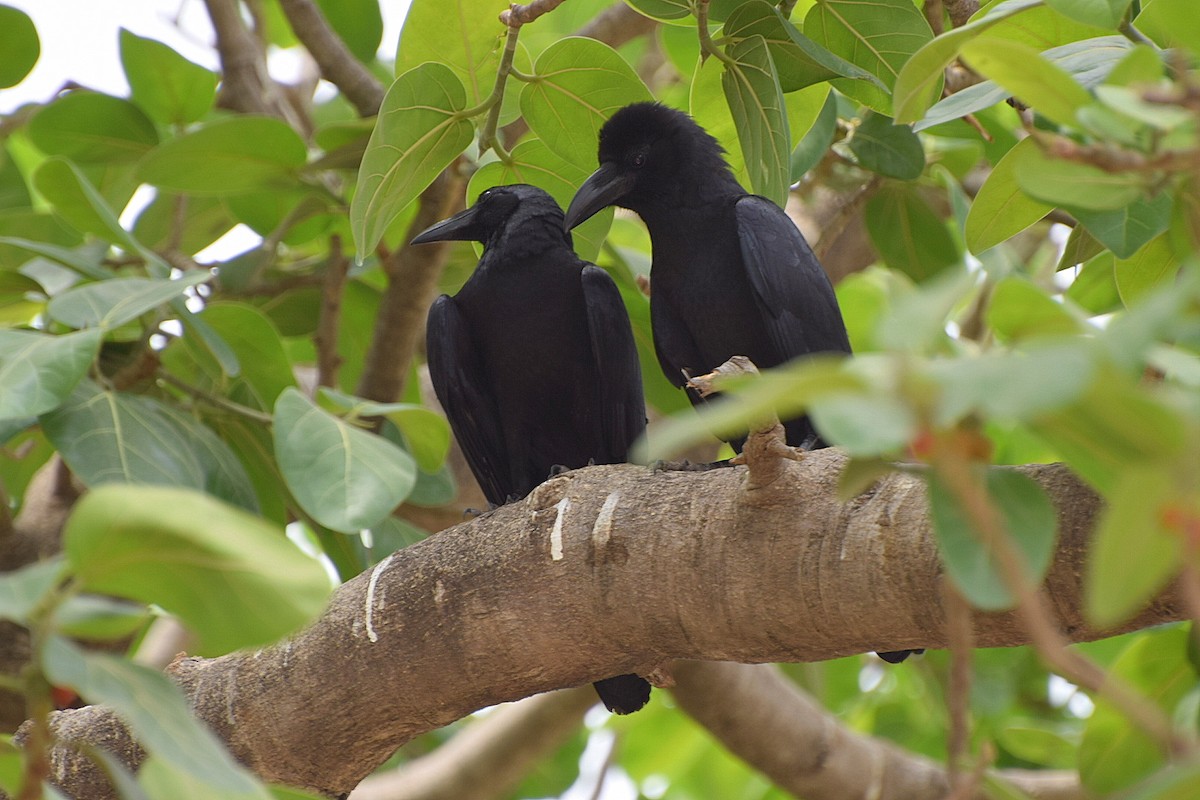 Large-billed Crow (Indian Jungle) - Mayur Patel