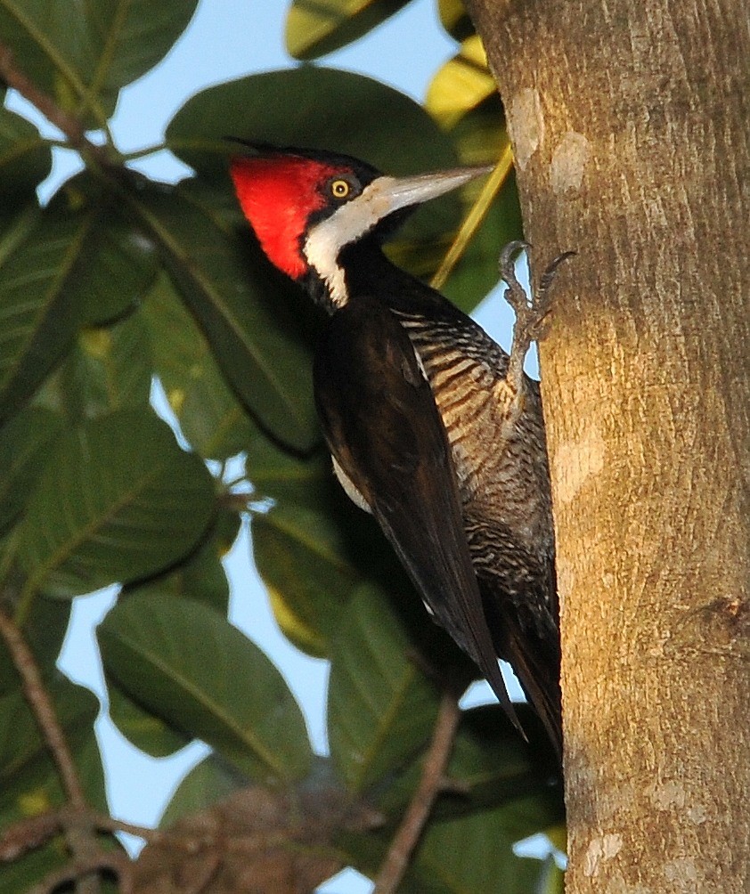 Crimson-crested Woodpecker - Tomáš Grim