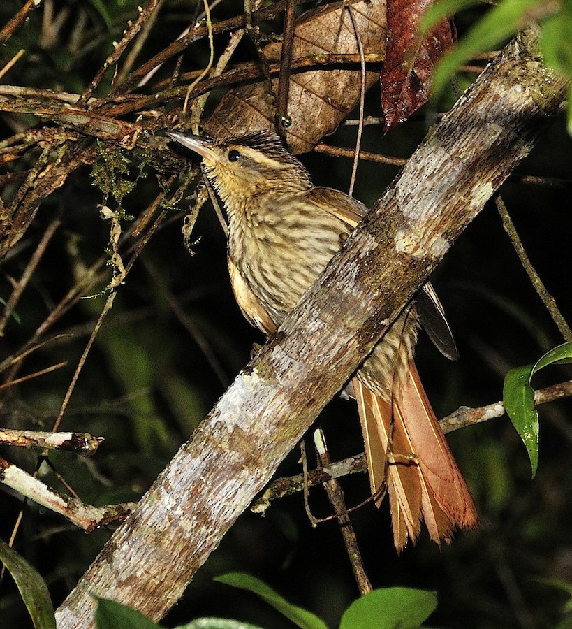 Pale-browed Treehunter (Rufous-tailed) - eBird