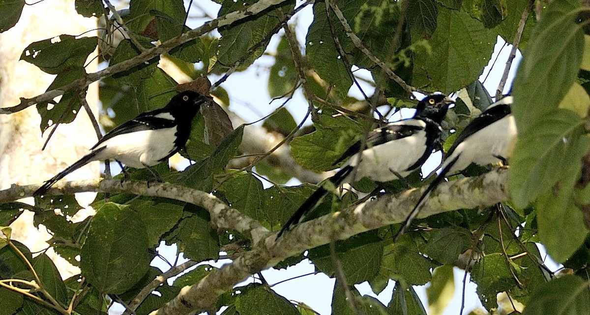 Magpie Tanager - ML204753321