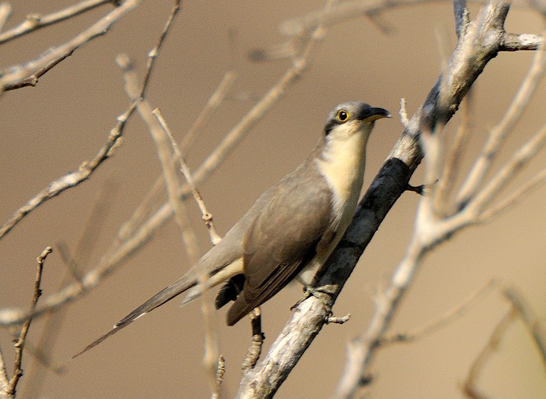 Mangrove Cuckoo - Tomáš Grim