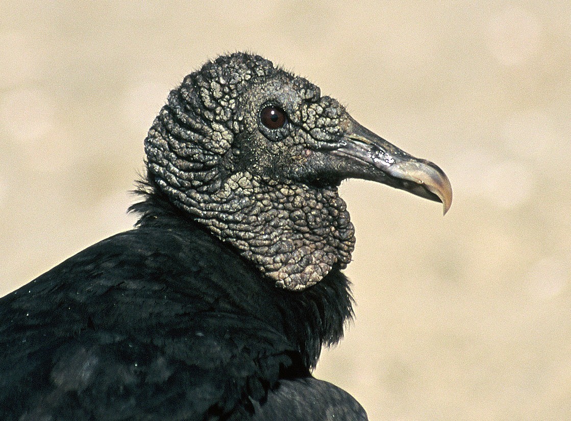 Black Vulture - Tomáš Grim