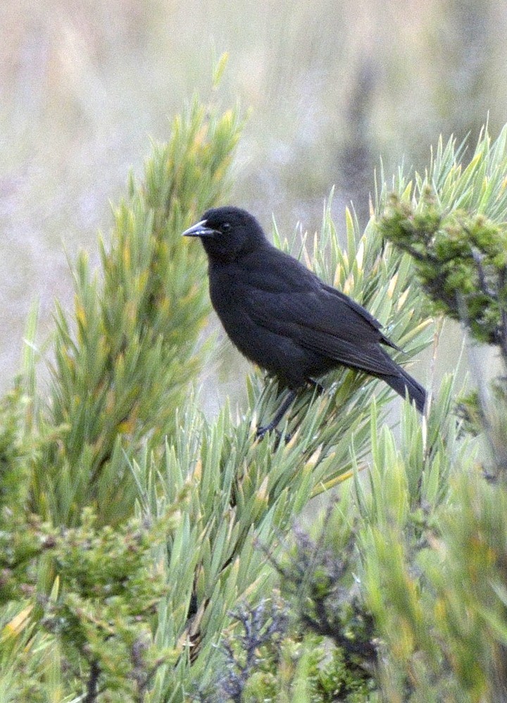 Austral Blackbird - Tomáš Grim