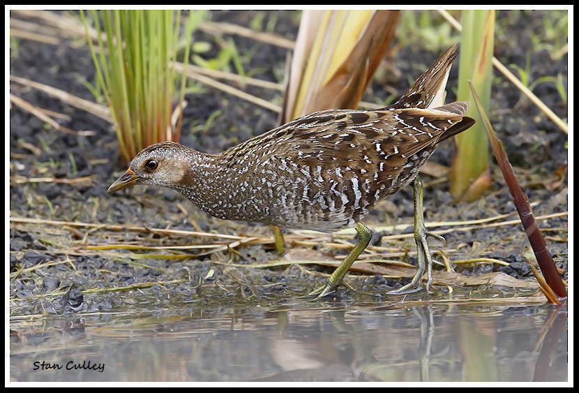 Spotted Crake - Stan  Culley