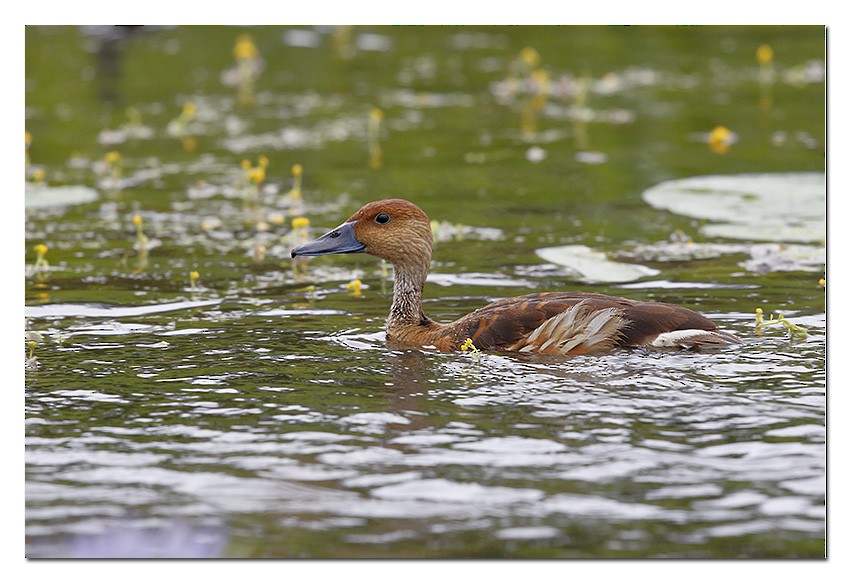Fulvous Whistling-Duck - Stan  Culley