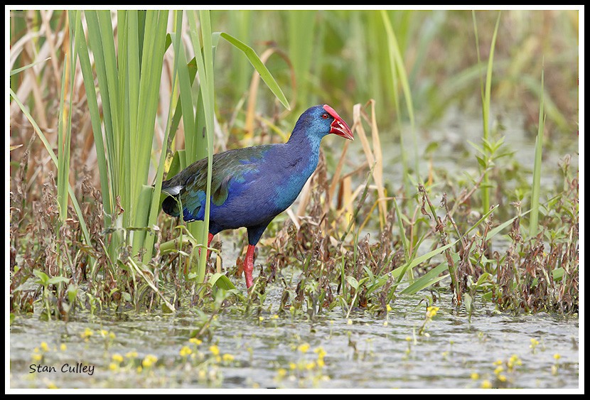 African Swamphen - Stan  Culley