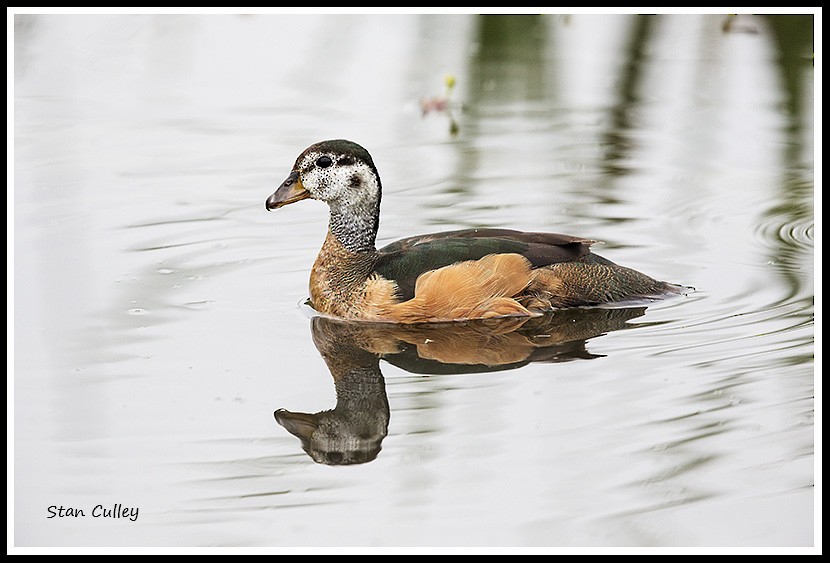 African Pygmy-Goose - Stan  Culley