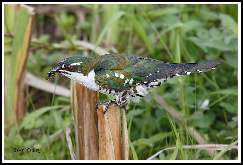 Dideric Cuckoo - Stan  Culley