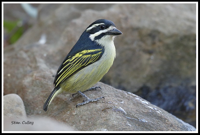 Yellow-rumped Tinkerbird (Yellow-rumped) - ML204754111