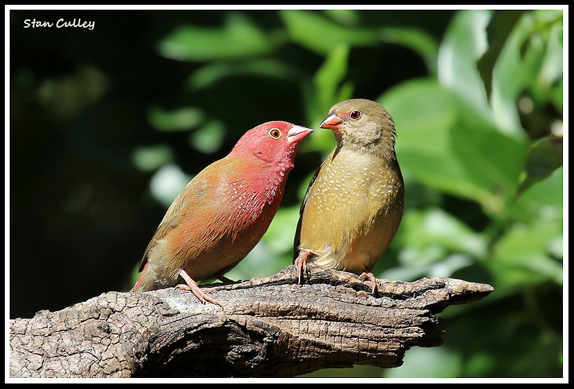 Red-billed Firefinch - Stan  Culley