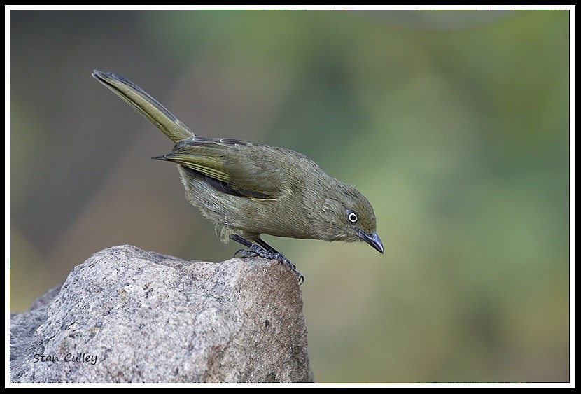 Sombre Greenbul - Stan  Culley