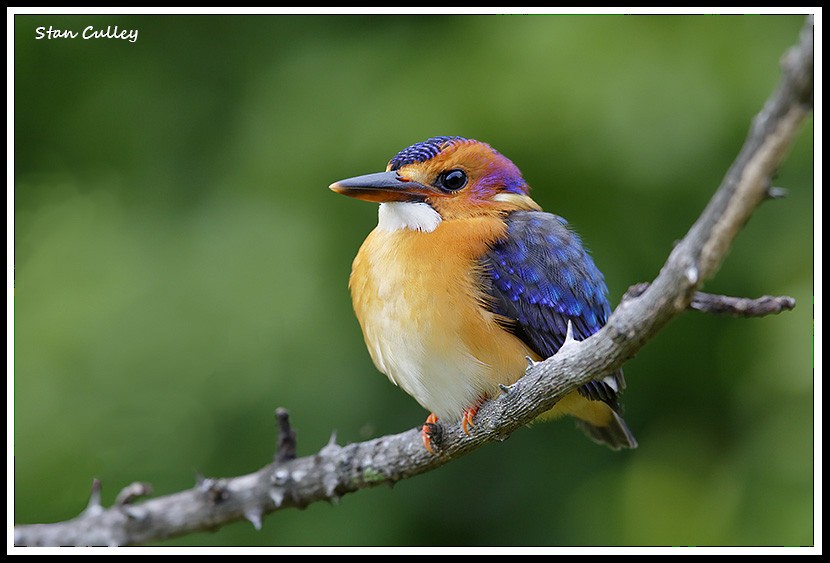 African Pygmy Kingfisher - Stan  Culley