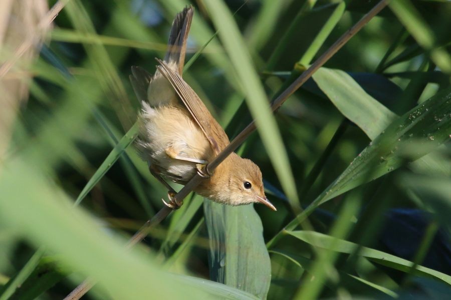 Common Reed Warbler - ML204754491