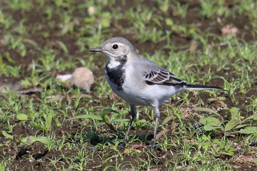 White Wagtail (White-faced) - ML204754611