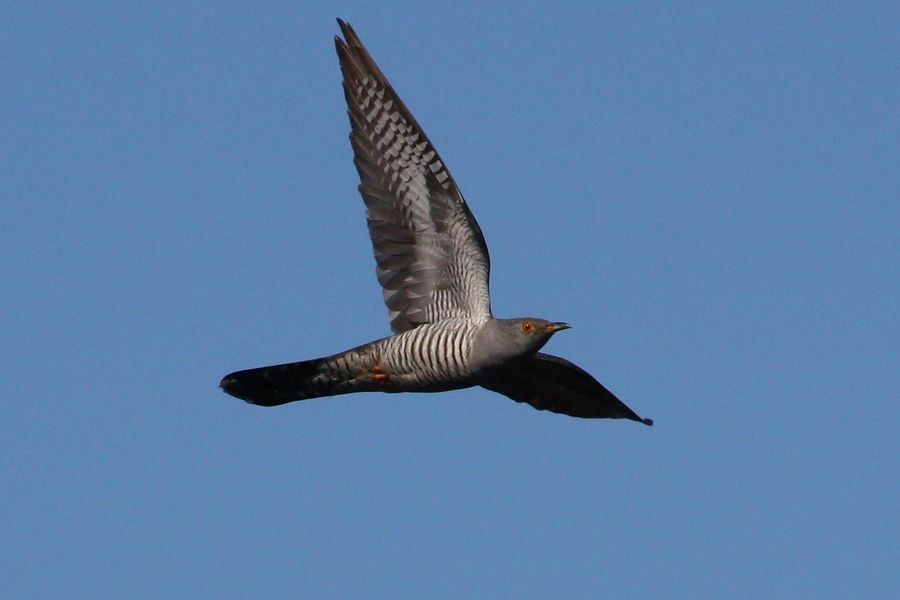 Common Cuckoo - ML204754761