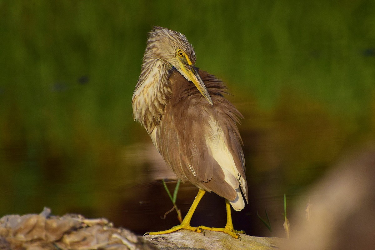 Indian Pond-Heron - Mayur Patel