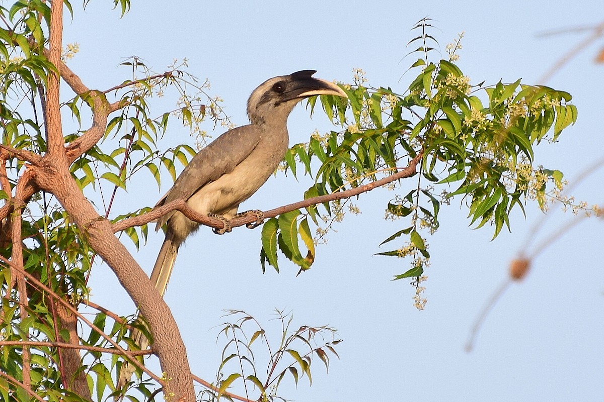 Indian Gray Hornbill - Mayur Patel