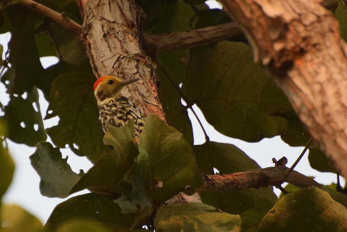 Yellow-crowned Woodpecker - Mayur Patel
