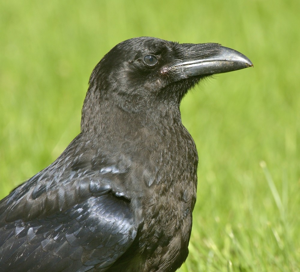 Common Raven - Tomáš Grim