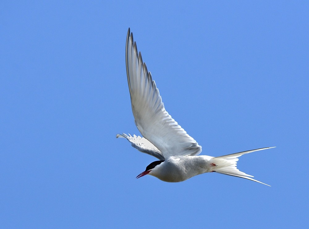Arctic Tern - Tomáš Grim