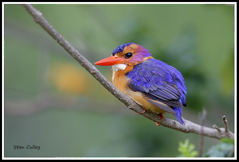 African Pygmy Kingfisher - Stan  Culley