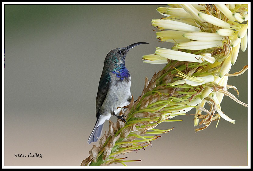 White-breasted Sunbird - Stan  Culley