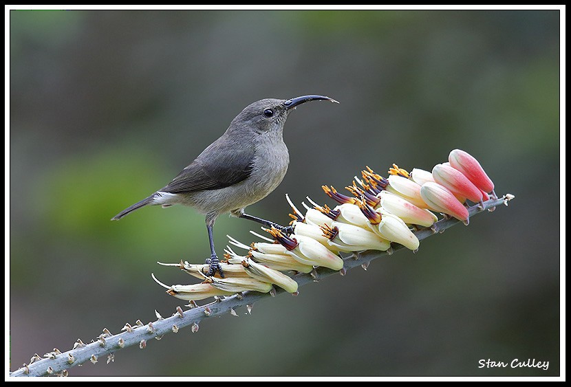 White-breasted Sunbird - Stan  Culley