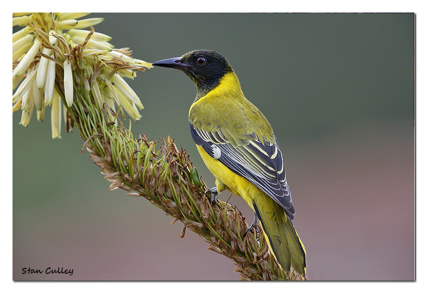 African Black-headed Oriole - Stan  Culley