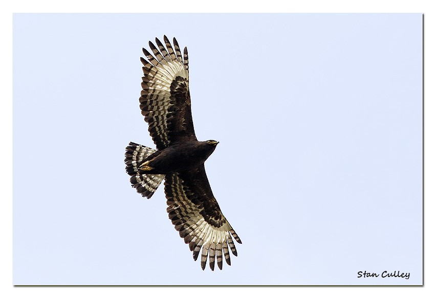 Long-crested Eagle - Stan  Culley