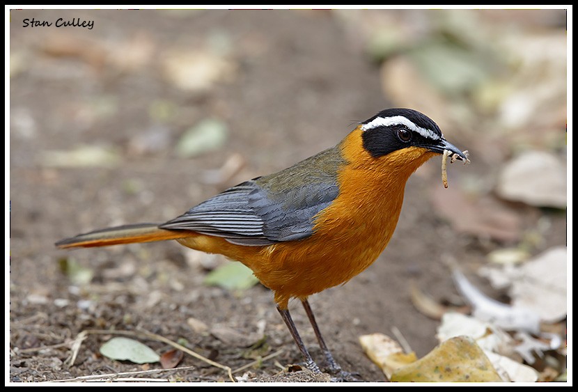 White-browed Robin-Chat - Stan  Culley