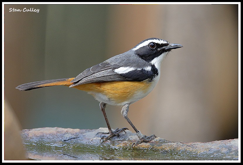 White-throated Robin-Chat - Stan  Culley