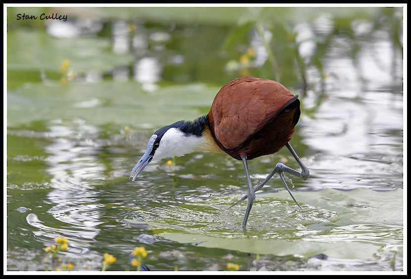 African Jacana - Stan  Culley
