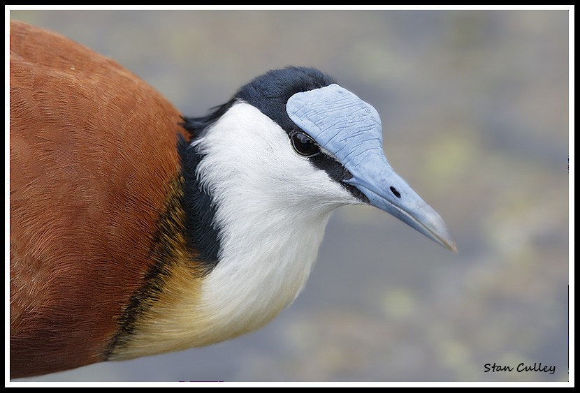 African Jacana - Stan  Culley