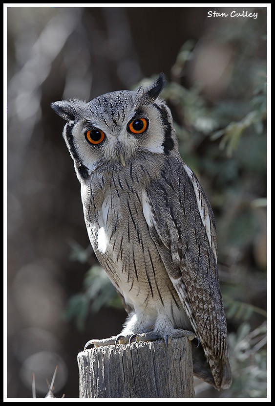 Southern White-faced Owl - Stan  Culley