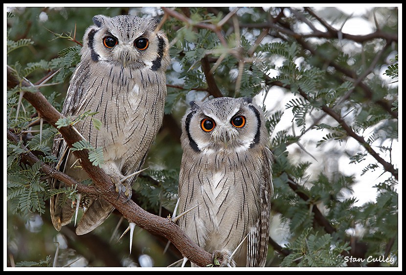 Southern White-faced Owl - ML204756601