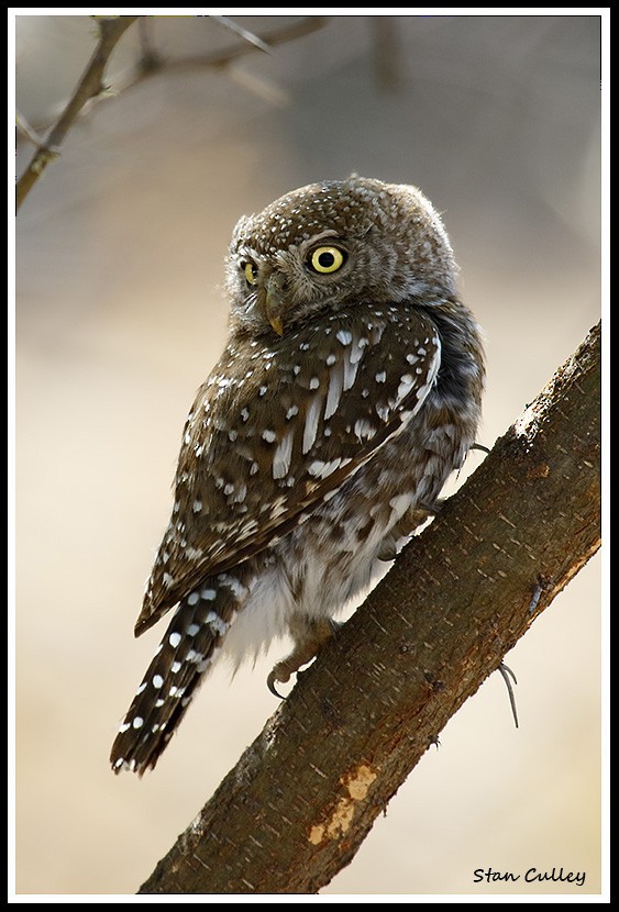 Pearl-spotted Owlet - Stan  Culley