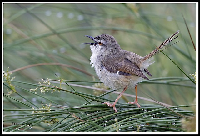 Tawny-flanked Prinia - eBird